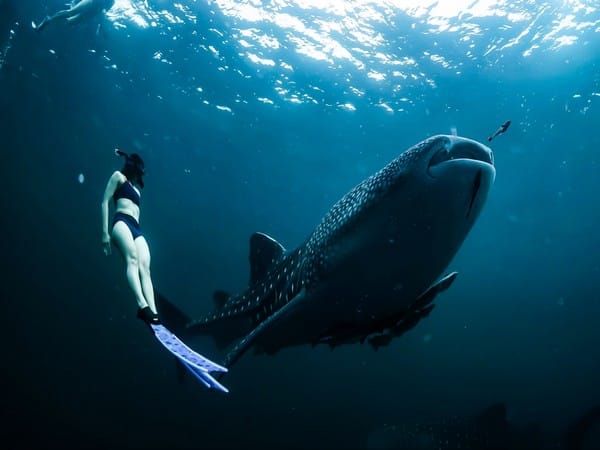 Whale shark health dependent on habitat, nutrition, and right mix of microbes: Study