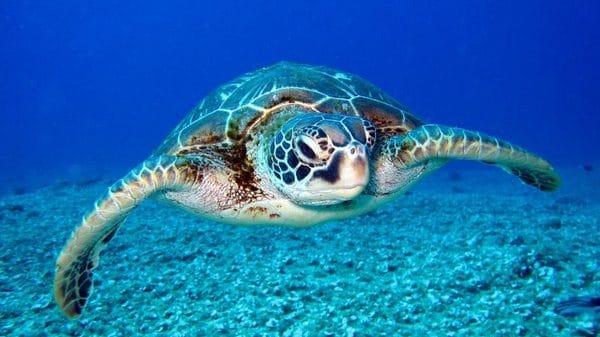 Sri Lanka: Dead turtles found on shoreline after suspected underwater explosion