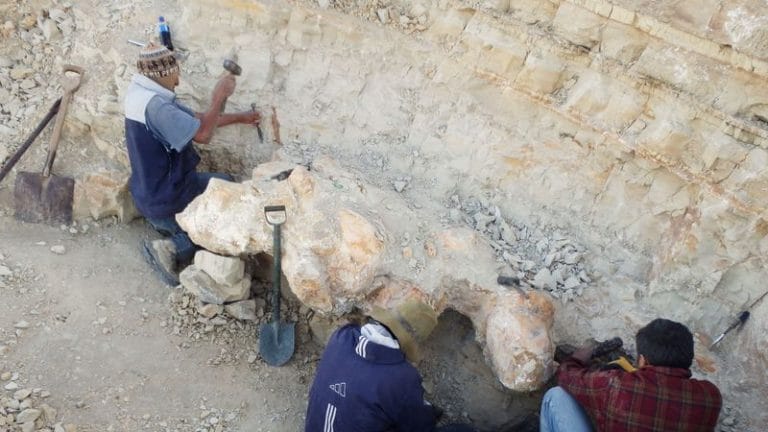 This ancient whale from Peru may be a new contender for most massive animal ever on Earth