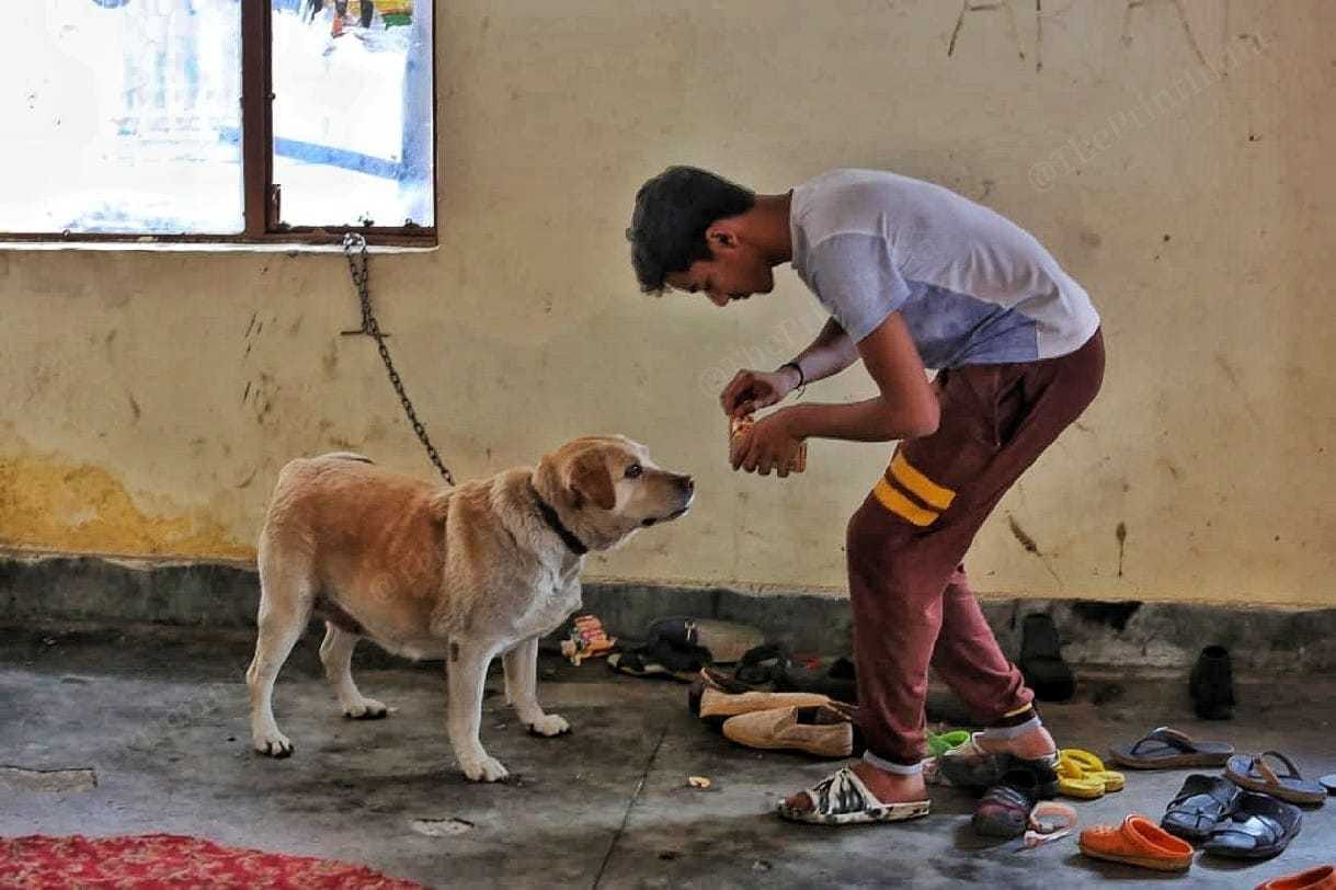 Annie the labrador, staying at Ambedkar Bhawan with her family, is fed biscuits by one of the evacuees | Praveen Jain | ThePrint