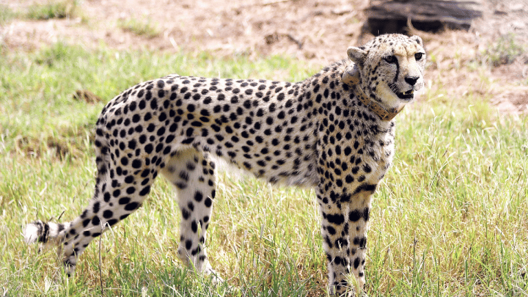 Indian-born cheetah dies in Kuno National Park. Toll rises to 5 in 2026