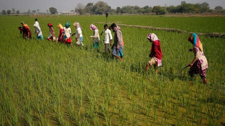 Farmers in India plant 4.3% more land with rice than last year