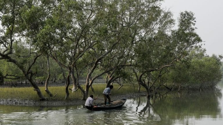 India’s changes to forest conservation law draws protests from environmental activists
