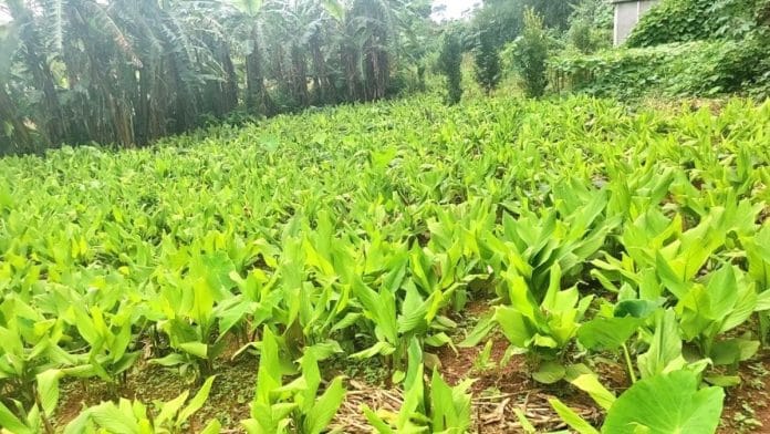 A turmeric plantation in Shangpung village in West Jaintai Hills district | Photo: Monami Gogoi | ThePrint