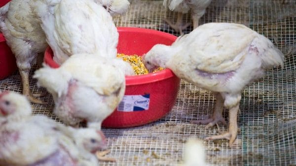 Representative Image (Photo/TPS)