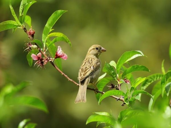 Bright city lights cause smaller eyes in certain birds: Study