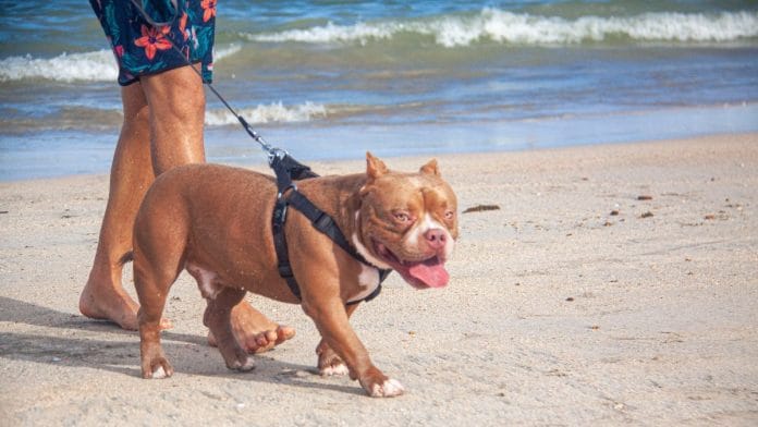 An American XL Bully | Representational image | Pexels