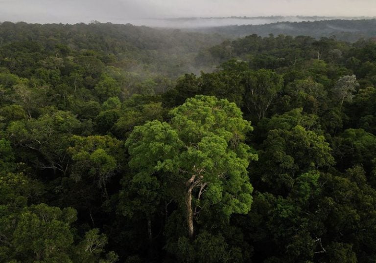 EU steps in to boost Amazon rainforest protection plan – ThePrint ...