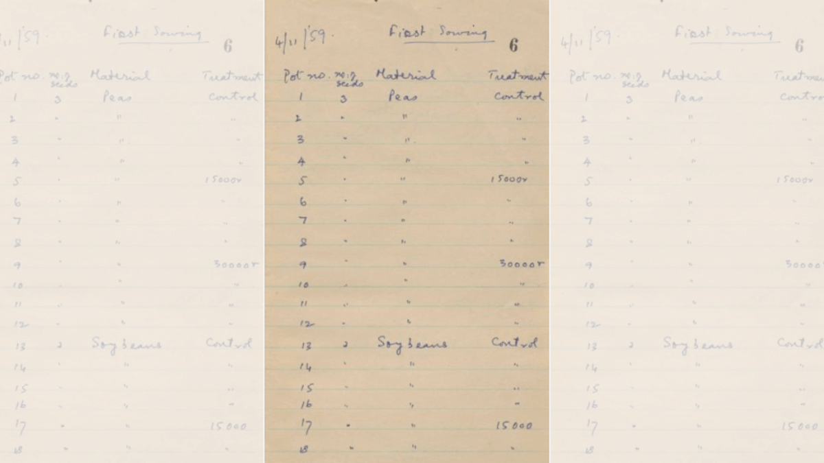 The same notebook has handwritten records of  irradiation experiments on tomatoes, snapdragon and rose varieties from November 1959 | Laboratory Notebook, Indian Agricultural Research Institute, 1960 (MS-007-1-1-1-1) | From Archives at NCBS
