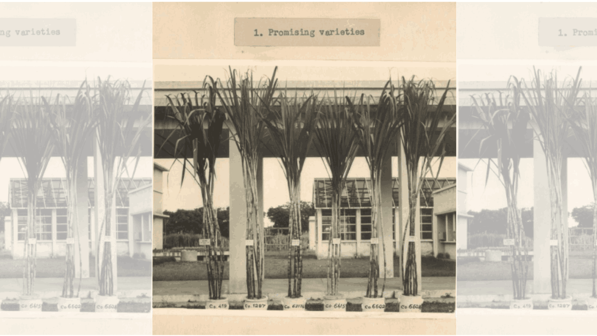 Some ‘promising varieties’ of sugarcane labelled in their respective pots. However, the ICAR now recognises some of these varieties – like 419 and 62174 as highly susceptible to diseases | M.S. Swaminathan and the Hunger Project,Global Board of Directors Meeting at the International Rice Research Institute, Los Banos, Laguna, Philippines, 1987 (MS-007-6-2-25-2) | From Archives at NCBS