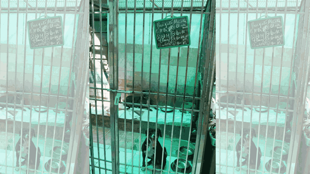 Strays picked up from places such as Pragati Maidan, Pusa Road are kept at LNJP animal centre in Jal Vihar, New Delhi | Manisha Mondal | ThePrint