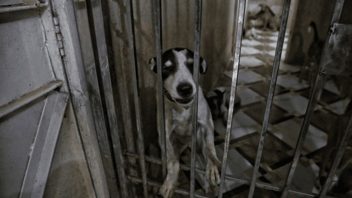 A stray dog at LNJP animal centre in Jal Vihar in New Delhi | Manisha Mondal | ThePrint
