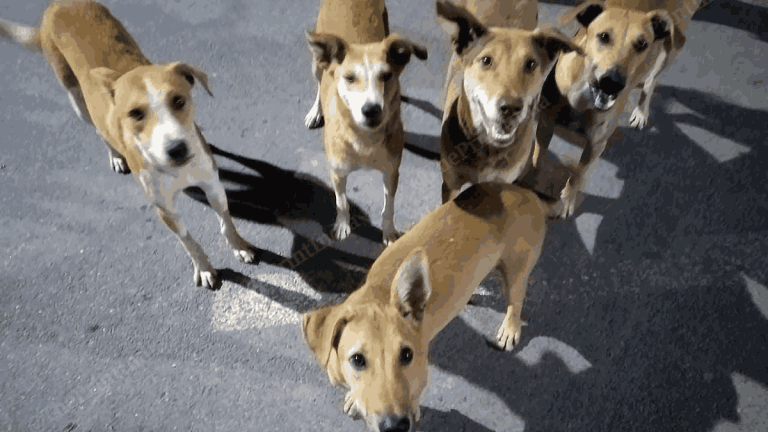 SubscriberWrites: Delhi’s Stray Dogs