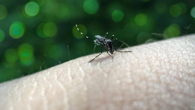 Top Reasons Why Dengue Cases Are Getting More Severe