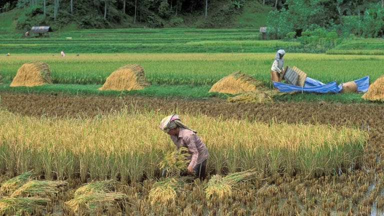 Can we grow crops without chemical fertilisers? Dormant plant traits could be the answer
