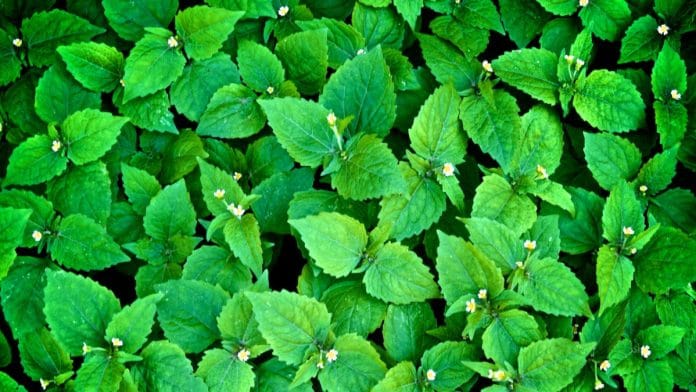 Representational image | Flickr