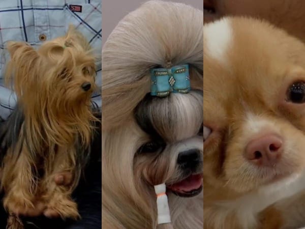 Madurai: Dog show with over 300 canines attract many pets lovers 