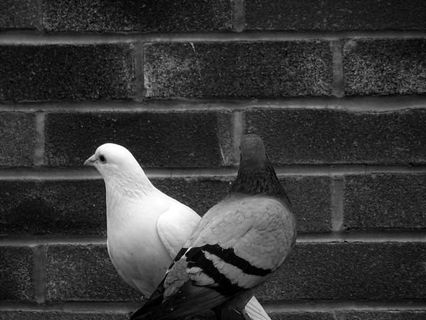 Srudy shows pigeons match wits with artificial intelligence