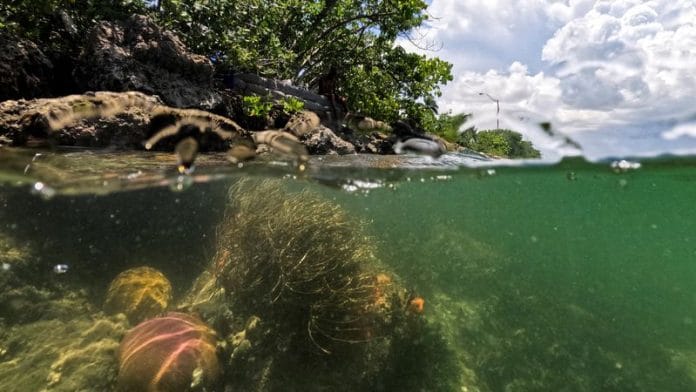 Bleached and thriving corals lie below the Port of Miami, above which is a homeless encampment in Miami, Florida, U.S., July 14, 2023. REUTERS/Maria Alejandra Cardona/File Photo