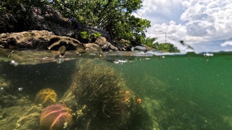 Countries pledge to raise $12 billion to protect coral reefs from pollution, overfishing