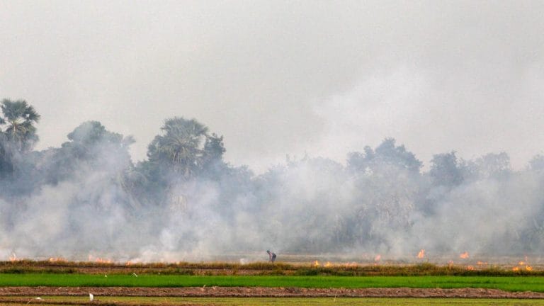 ASEAN statement see commitment to eventual elimination of crop burning