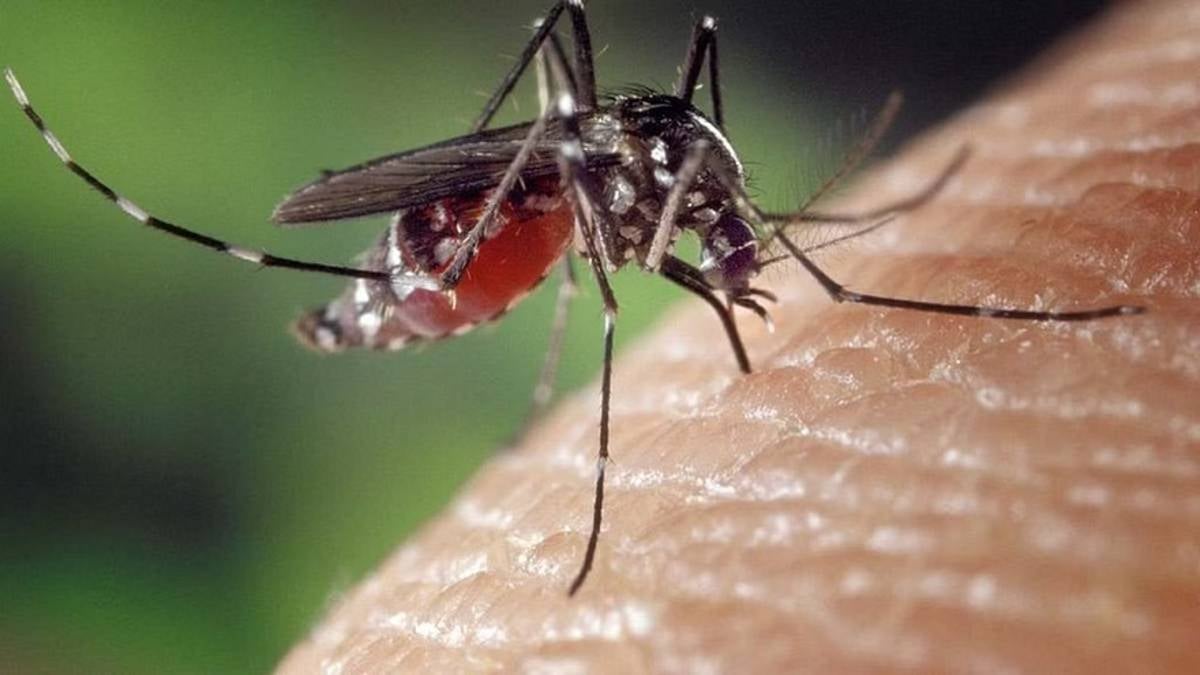 Study Finds Yellow Fever Mosquitoes Slightly Prefer Male Participants