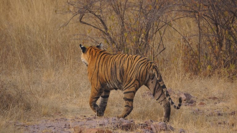 182 tigers died in 2023, a 50% spike from 2022, environment ministry tells Parliament