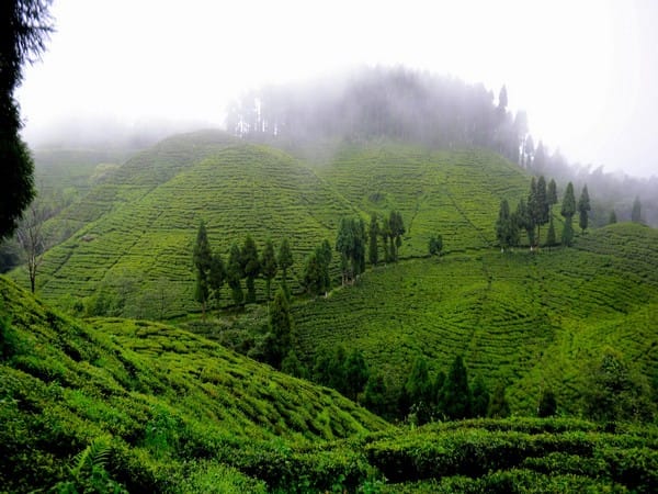 Goodricke Group Limited's Darjeeling Gardens Achieve Remarkable Carbon Sequestration Milestone