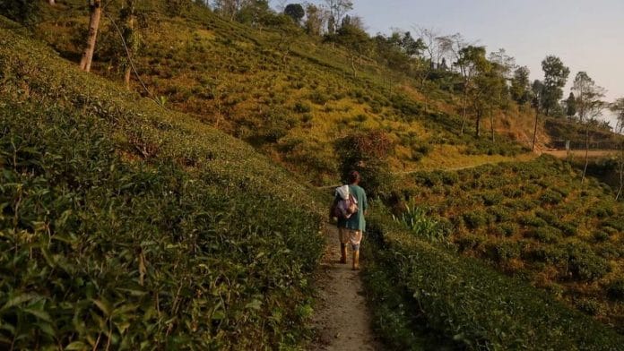 Darjeeling tea estate