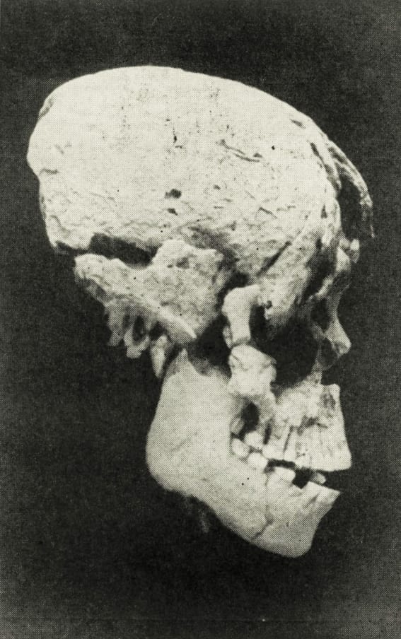 Lateral View of the Skull from Langhnaj | CORVINUS & K. A. R. KENNEDY, 1963