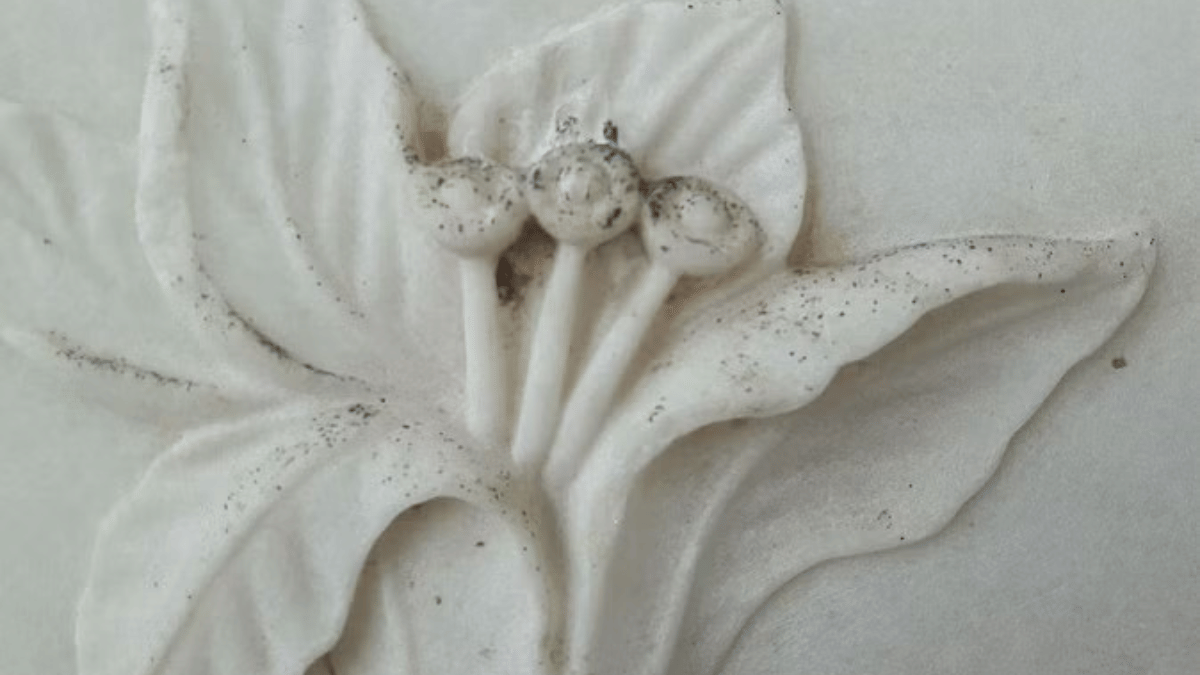 Green stains on the walls of the Taj Mahal | Photo: Amir Qureshi | ThePrint