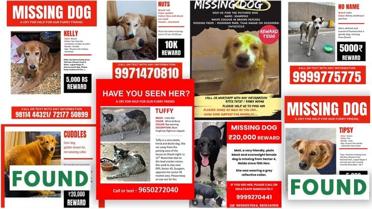 Rocky, Tipsy, Kallu—This animal lovers WhatsApp group is bringing Diwali runaways back home