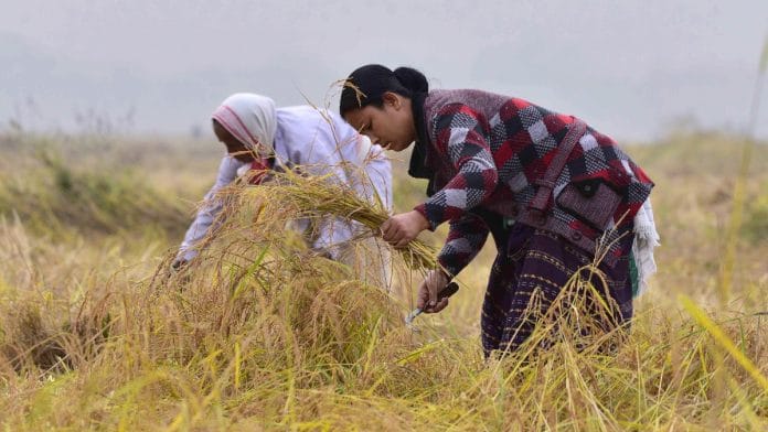 Agricultural labourers harvesting paddy crops at a field on a foggy winter morning, in Nagaon | Representational image | ANI