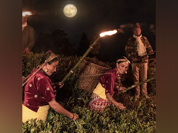 Okayti Tea Estate's Moonlight Plucking: A Time-honored Tradition Illuminating Darjeeling's Finest Tea