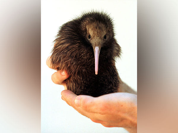 New Zealand's capital welcomes first Kiwi chicks in over 150 years