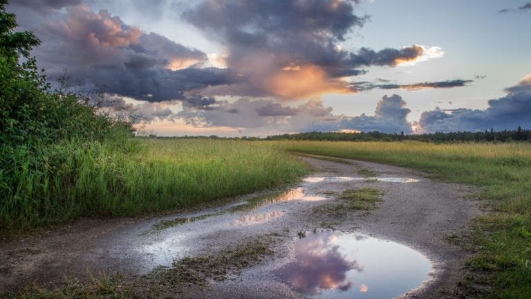 Puddles can be valuable wildlife havens. The mini-ponds keep predators and competitors at bay