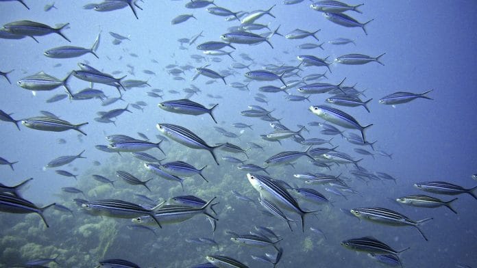 Representative Image | Pixabay