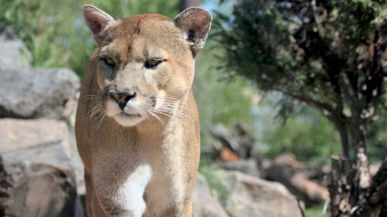 Illegal wildlife trade—the most profitable crime in the world according to Interpol