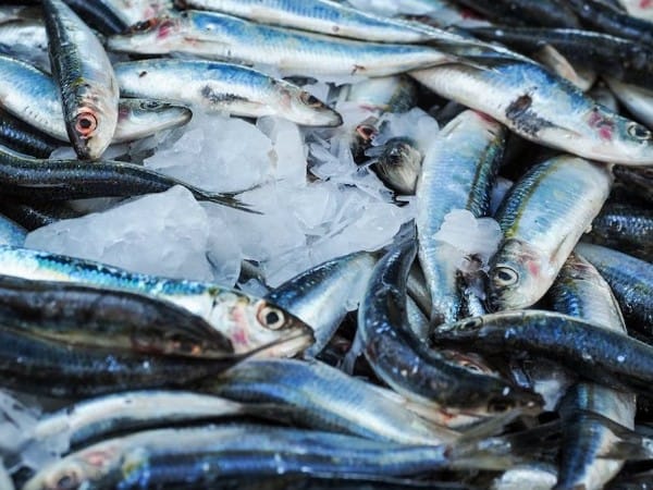 Gujarat government approves 25 artificial reefs for fish breeding