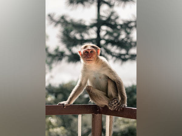 Study finds use of habitat for agricultural purposes puts primate in danger