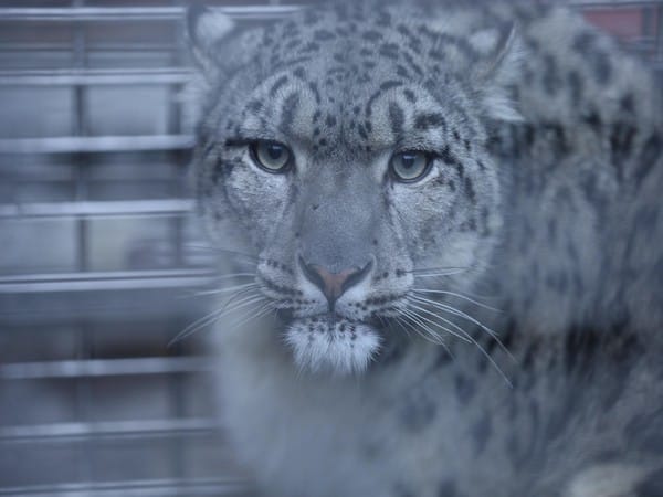 Rescue of injured snow leopard from Southern Plains raises concerns among wildlife experts in Nepal 