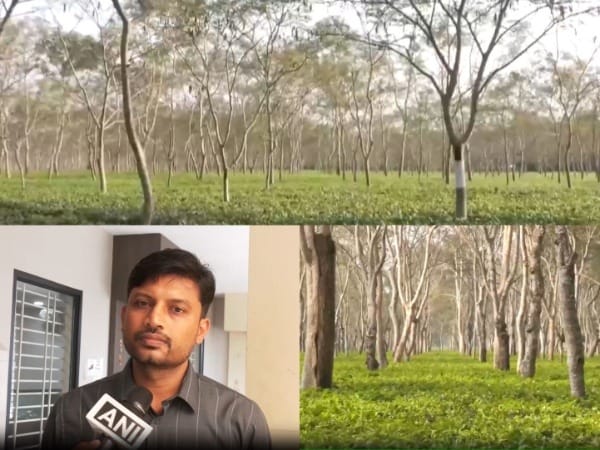 Interim Budget 2024: Assam tea industry seeks exports promotion policy