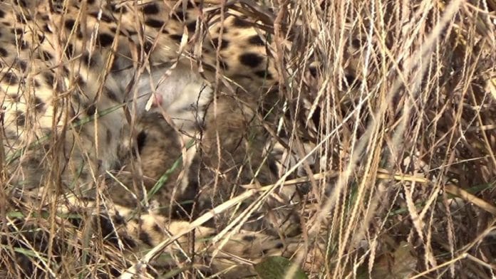Jwala, aka Siyaya, gave birth to three cubs on 20 January at Madhya Pradesh’s Kuno Palpur National Park | By special arrangement