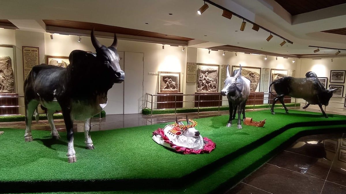 Inside Jallikattu stadium | Aneesa PA | ThePrint