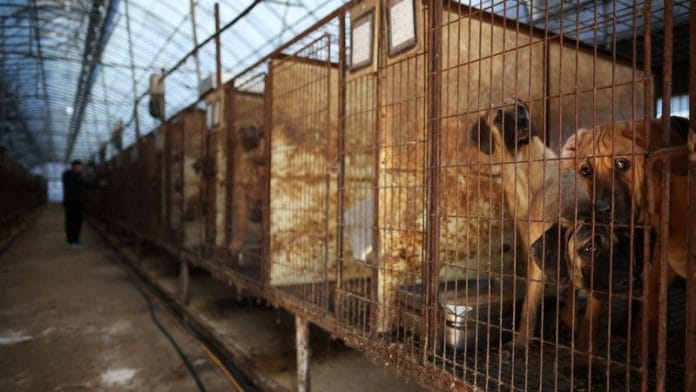 Dogs look on from their cages at a dog meat farm in Hwaseong, South Korea, November 21, 2023. REUTERS/Kim Hong-Ji/File Photo
