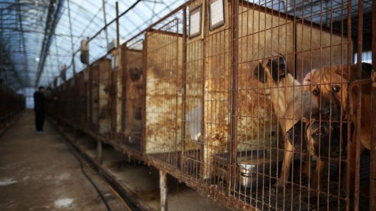 Supporting animal welfare: South Korea’s parliament passes bill to end eating, selling of dog meat