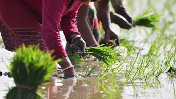 Fortified rice is one of the most cost-effective long-term solutions to enhance the health of the Indian population | Representational image | ANI