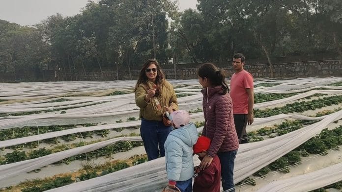 A family picking strawberries together at the farm | Tina Das, ThePrint