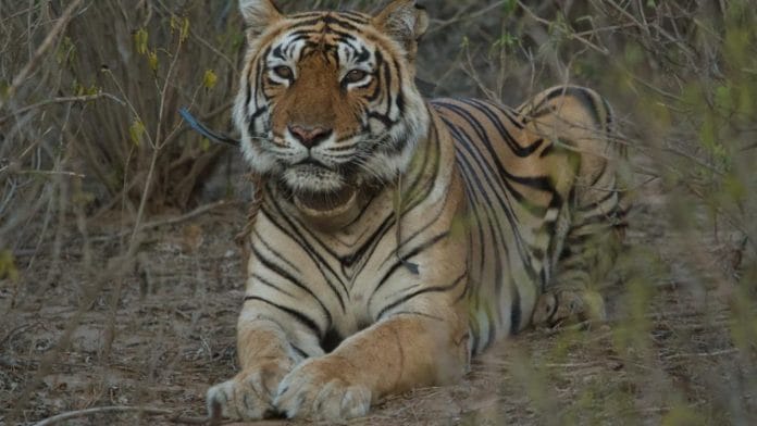 File image of ST-2 | By special arrangement