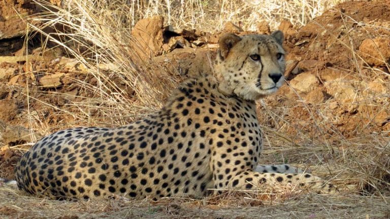 Operation Cheetah is like the return of the Kohinoor: The man behind the project